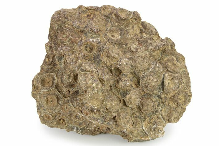 Rough Fossil Coral (Actinocyathus) - Morocco #276735